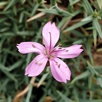 Dianthus arpadianus var. pumilus